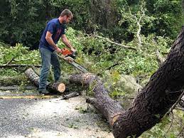 How Our Tree Care Process Works  in  Lochearn, MD