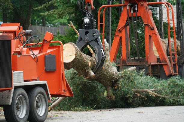 Professional Tree Services in Lochearn, MD